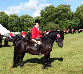 At Windsor leading the Fell pony Guard of Honour